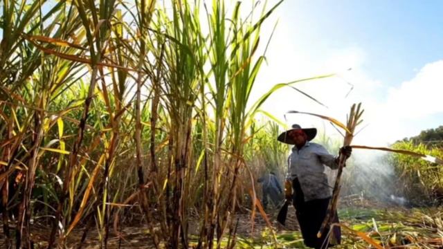 Что произойдет, если все люди вдруг станут вегетарианцами смотреть онлайн
