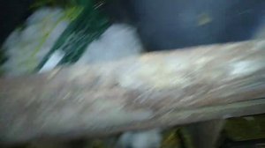 Сколько можно подложить яиц под индоутку////утка мамаша////скоро стрим////