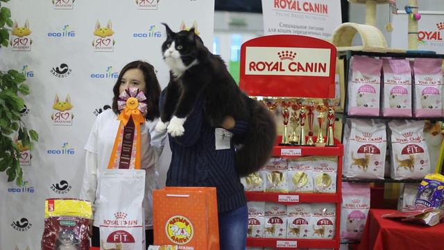 Maine Coon смотреть онлайн