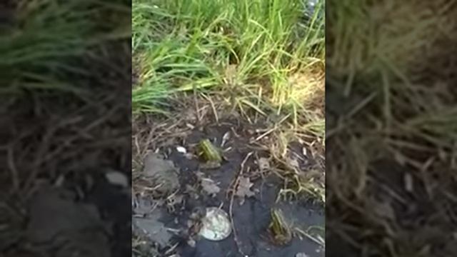 Лягушки - мутанты. Реальные кадры. Тамбовская область. смотреть онлайн