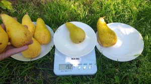 ГРУША АББАТ ФЕТЕЛЬ