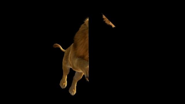 Lion PNG file collection for Photoshop (@georgedigital6948) смотреть онлайн