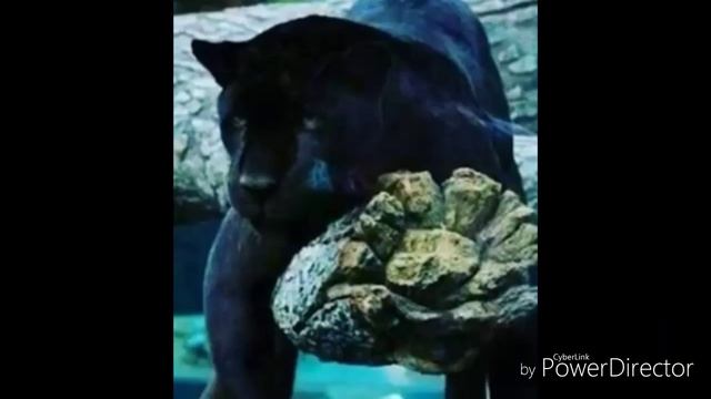 Пантера чёрная чё чё чё чё чё чёрная