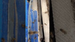 Вирусный паралич пчел