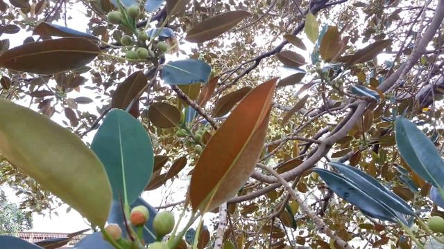 Ficus Gigant - Ficus Rubiginosa - HD 05