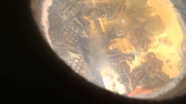 Без отходная кормушка своими руками для брудера смотреть онлайн