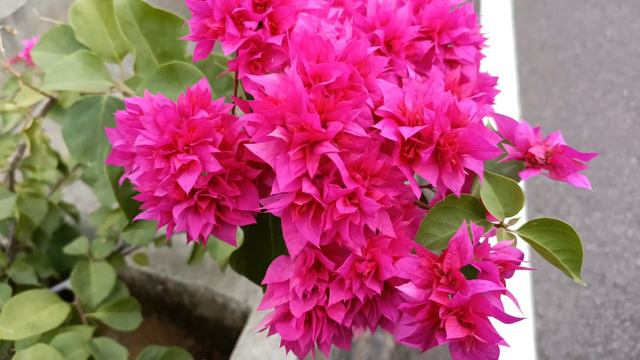 BOUGAINVILLEA FLOWER WHATSAPP STATUS FREE COPYRIGHT VIDEO COMMERCIAL USE ONLY| #lovethisnatural смотреть онлайн