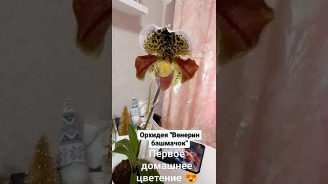 Пафиопедилум (орхидея "Венерин башмачок"). Первое домашнее цветение после 3-х лет ухода. смотреть онлайн
