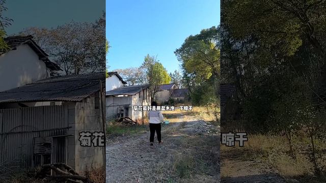 这个季节怎么能错过做菊花茶呢 今天我给大家分享一下我做怎么做菊花茶的过程