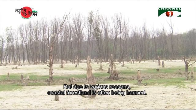 Nature and Life - Episode 255 (Coastal Forests) смотреть онлайн