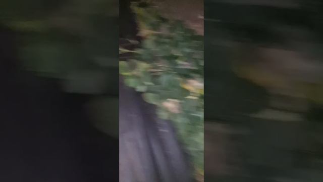 17 декабря спасаем малину от мороза смотреть онлайн