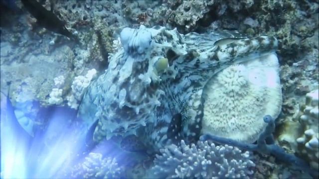Если бы Под Водой Это Не Сняли на Камеру, Никто бы не Поверил смотреть онлайн