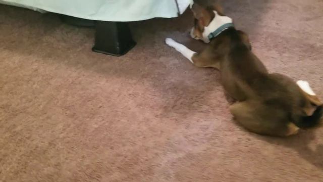 Basenji reacts to a robot vacuum! смотреть онлайн