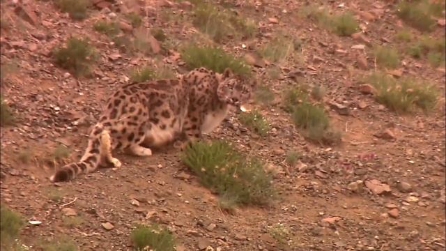 Снежный барс. Белый отшельник - Части 1-2 - Документальный фильм - Сборник смотреть онлайн
