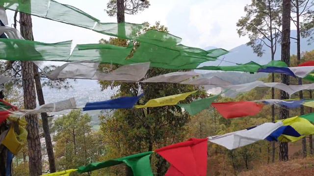 Into The Nature!!!Rhododendron!!!Tarevir!!!Vlog-18!!!लालीगुराँस!!!@sisterhoodhandmade3947 смотреть онлайн