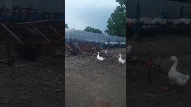 Состояние подсолнечника сорт LG 5555 на 2 июня 2023 г. смотреть онлайн