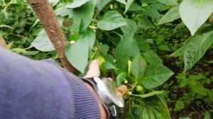 Как в одной теплице посадить перец, помидоры, огурцы и никого не обидеть