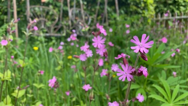 Red Campion - Another Essential for Your Wildlife Garden! смотреть онлайн