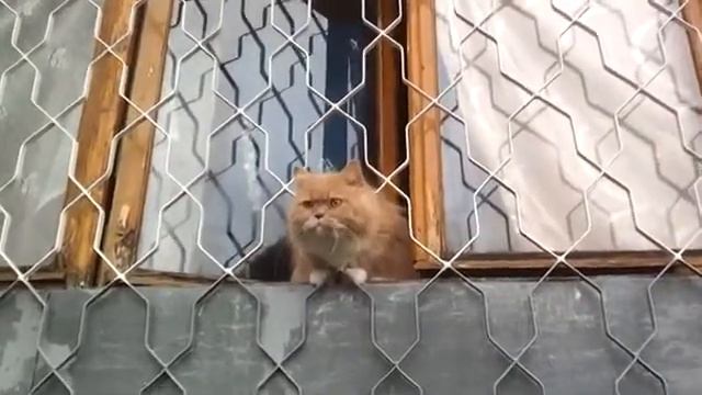 Котюня смотреть онлайн