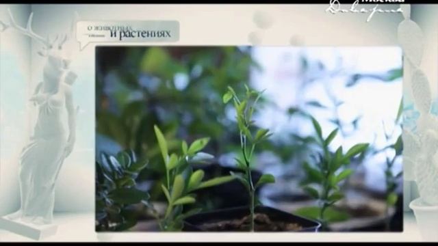 Москва.Доверие "О растениях" (Фикусы и дренаж) смотреть онлайн
