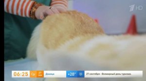 1 канал. Передача "С добрым утром". Ветеринарный мануальный терапевт Анета Морочко