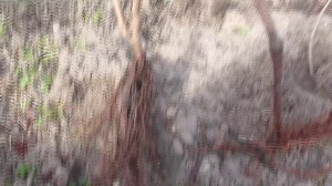 Пересадка четырехлетнего куста винограда