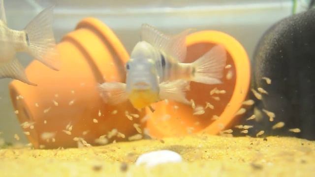 Thorichthys meeki(Цихлазома Меека) смотреть онлайн