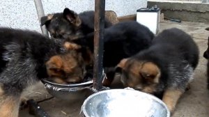 КОРМЛЕНИЕ ЩЕНКОВ немецкой овчарки.Feeding puppies Odessa.