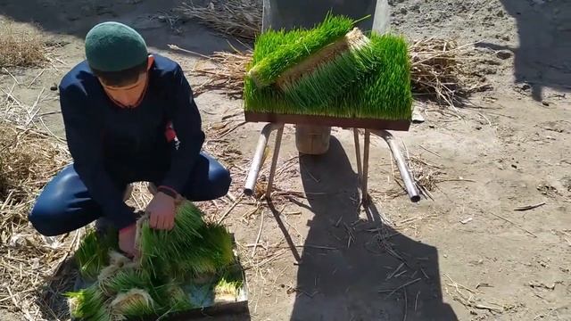 Sigirlarni Gidroponik Ozuqada Boqish. Кормление коров с ГЗК. Feeding Cows On Hydroponic Feed.