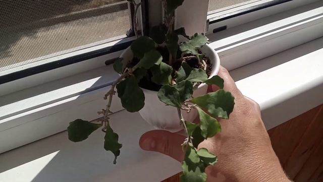 Комнатные Растения. Излишки Почтой.