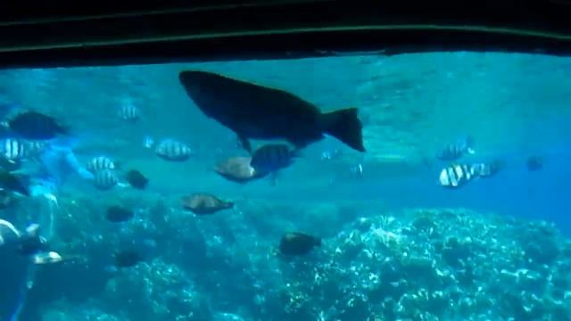 Египет 2017 осмотр из под воды Батискаф смотреть онлайн