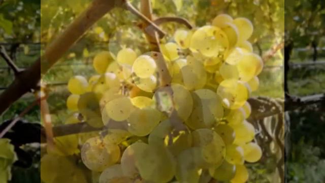 ВИНОГРАД РИСЛИНГ