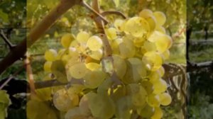 ВИНОГРАД РИСЛИНГ