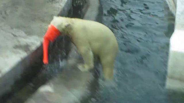 Мишаня жжет в московском зоопарке!!! смотреть онлайн