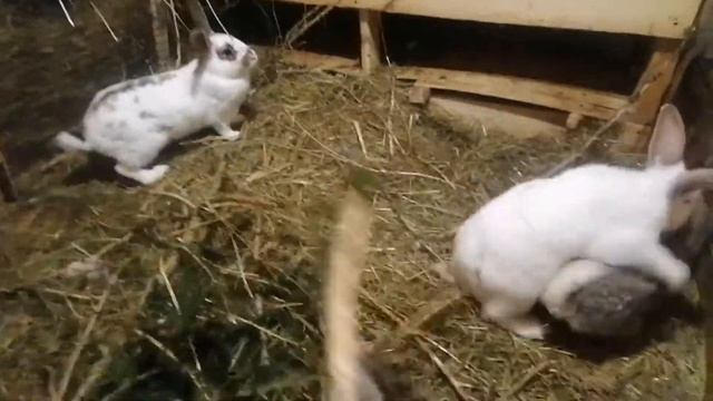 ДЕЛАЕМ КЛЕТКУ С МАТОЧНИКОМ, ДЛЯ КРОЛЬЧАТ, КРОЛИКИ В ВОЛЬЕРЕ