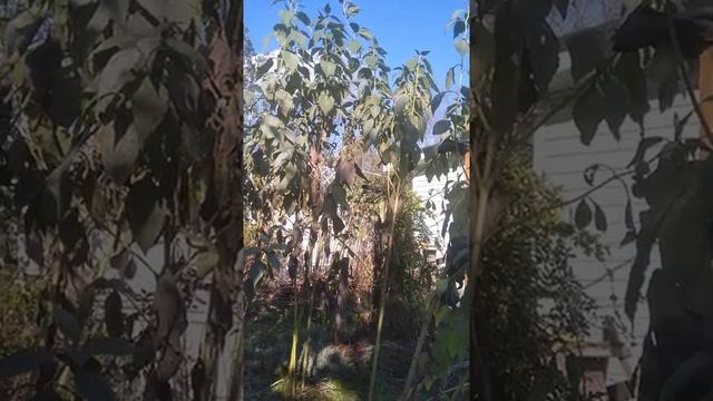 Топинамбур - космический корнеплод будущего, секреты выращивания, полезные свойства смотреть онлайн