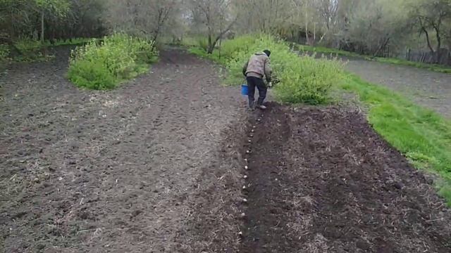 Сажает картофель мото блоком. смотреть онлайн