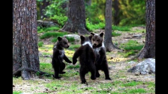 Милые медвежата) смотреть онлайн