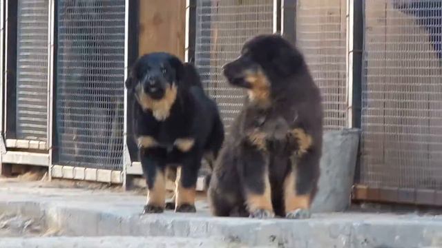 Монгол Банхары из Элисты