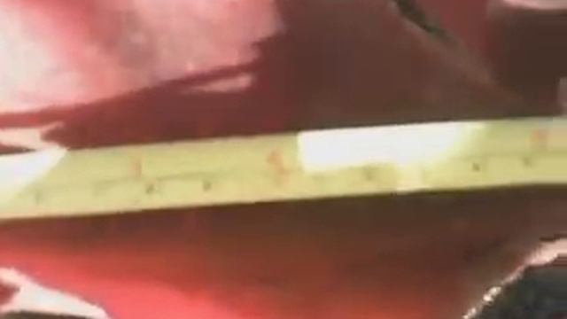 Echeveria 'Zorro'- giant specimen 2ft wide смотреть онлайн