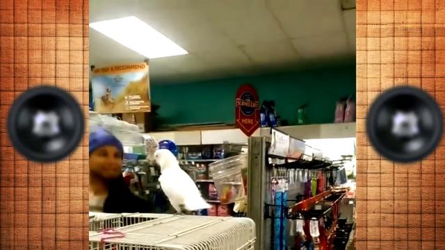 Прикол 2015 Танцующий попугай x7 смотреть онлайн