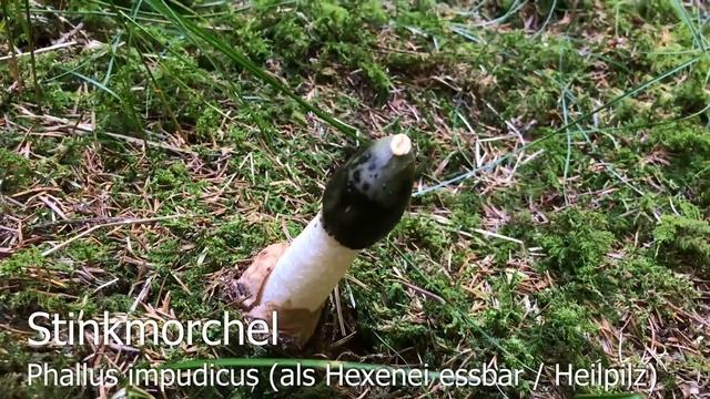 Pilze am 21.07.2018 | Grüngefelderter Täubling, Krause Glucke, Hexenröhrling, Rotfußröhrling смотреть онлайн