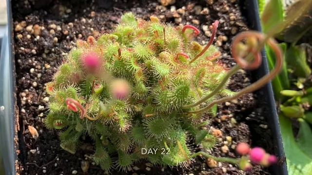 Drosera Spatulata update first 25 days since arrived смотреть онлайн