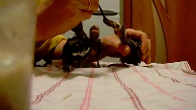 Кормление птенцов корелл смотреть онлайн