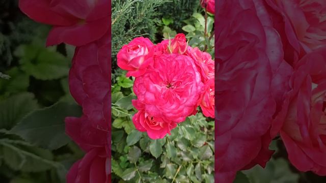 Bright rose Midsummer смотреть онлайн