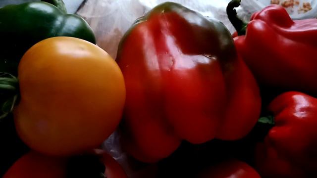 Урожай перца. Посев в январе не подвёл. Перебираем семенной материал. смотреть онлайн