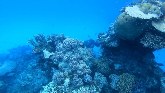 Life on the GREAT BARRIER REEF | (Dolphins V False Killer Whales & Amazing Marine Encounters!) смотреть онлайн