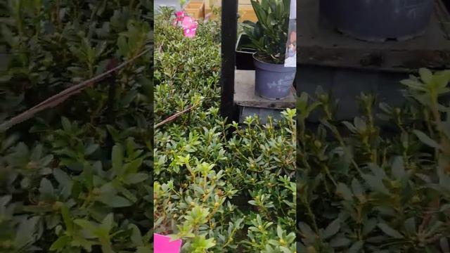 Easydendron - Rhododendrons for all soils! смотреть онлайн
