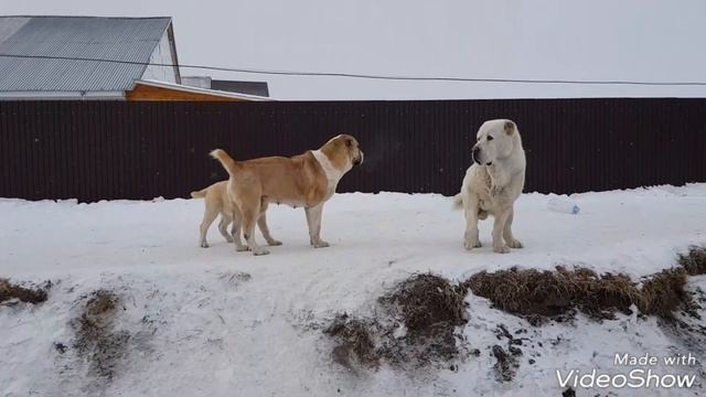 Среднеазиатские овчарки питомника Тимерташ www.timertash.ru смотреть онлайн