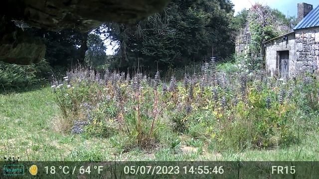 Pictures & Videos GardePro A3 Trail Camera 7 of 11 Côtes d'Armor, Brittany, France FR15 смотреть онлайн